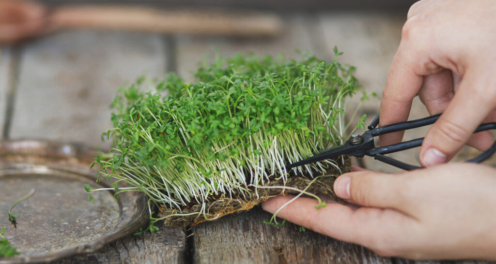Vitamínová bomba - návod na pěstování řeřichy